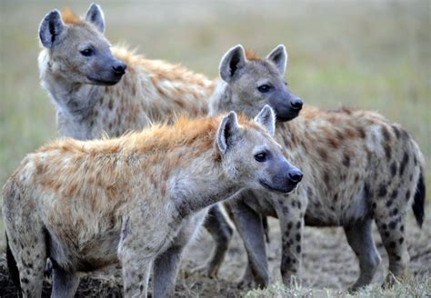 interesting facts  hyenas  fun facts