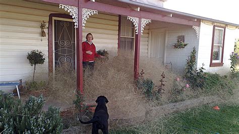 hairy panic strikes australian town what is this toxic tumbleweed