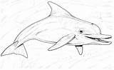 Dolphin Coloring Pages Dolphins Realistic Chatting sketch template