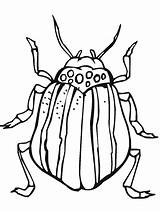 Printable Bugs Primarygames Colouring Mosquito Beetles Beetle Birijus sketch template