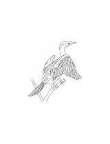 Cormorant Coloring Great Legged Red sketch template