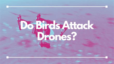 birds attack drones drones survey services