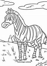 Malvorlagen Ausmalbilder Wildtiere Ausmalen Ausmalbild Zebras sketch template