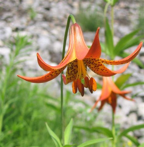 canada lily