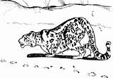 Leopard Coloring Clouded Line Pages 11kb 417px Getdrawings Drawing sketch template