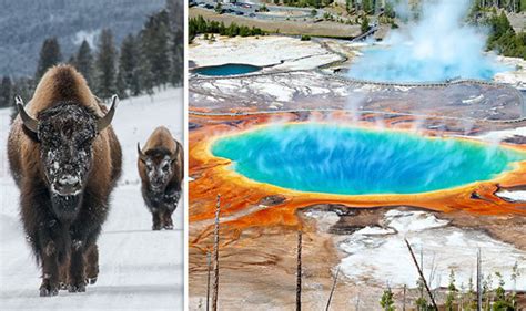 yellowstone volcano eruption warning hundreds of bison dead as fears