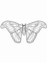 Moth Atlas Coloring Pages Supercoloring Categories sketch template