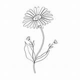 Arnica Illustrations Flower Vector Clip sketch template