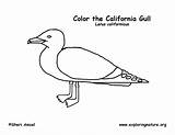 Coloring Gull sketch template