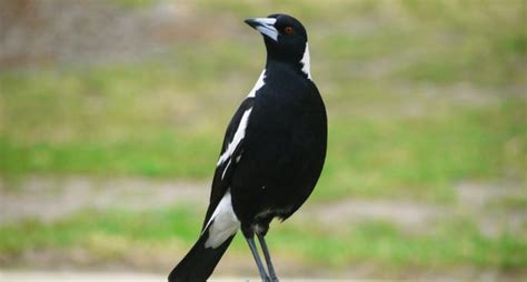 the australian magpie takes australian bird of the year title 2ser