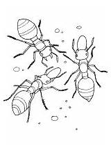 Hormigas Ant Hormiga Ants sketch template
