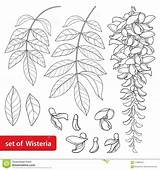 Glicine Foglie Wisteria Wistaria Fiore Bud Leaves Germoglio Isolati Profilo Mazzo Bunch sketch template