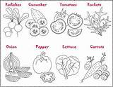 Coloring Pages Vegetable Garden Vegetables Salad Legumes Kids Salade Colouring Sheets Printable Veggie Food Color Crafting Classroom Coloriez Puis Choose sketch template