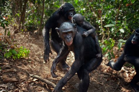 in the bonobo world female camaraderie prevails the new york times