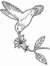 Uccelli Disegni Colorare Hummingbird Bambini Repujado sketch template