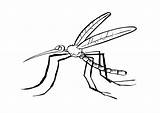 Mosquito sketch template