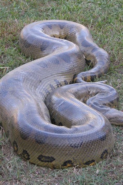 full grown green anaconda