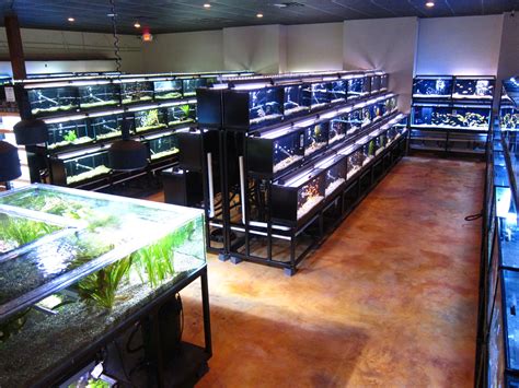 freshwater fish department aquarium fish store aquarium aquarium shop