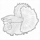 Betta Colouring Coloringbay Bettas Bestcoloringpagesforkids sketch template