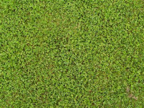 photograph grass clover