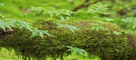 benefits  peat moss  part   soil mix daves garden