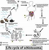 Schistosoma Intermediate Fluke Infection Occurs Metacercariae sketch template