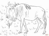 Coloring Wildebeest Gnu Pages Blue Drawing Colouring Printable Color Realistic Supercoloring Horse Crafts Getdrawings Designlooter Print Animals Skip Drawings Main sketch template