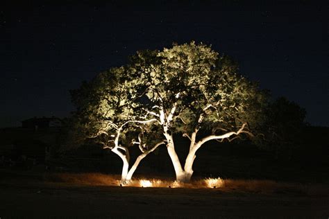 tree lights landscape
