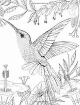 Hummingbird Colorear Colouring Aves Pajaros Colibrí Fletcher Colorante Libro Zapisano sketch template