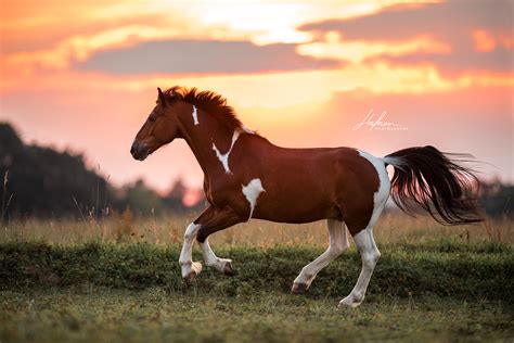 hunde und pferdefotografie emotional und authentisch horse wallpaper equine photography