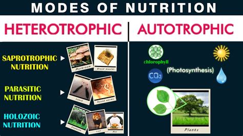nutrition  mode  nutrition  biology notes