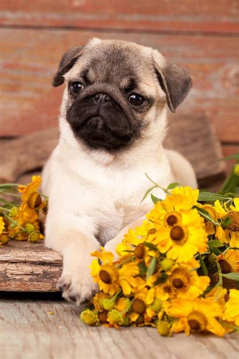 images  cute pug puppies  pinterest freedom puppys  pug love