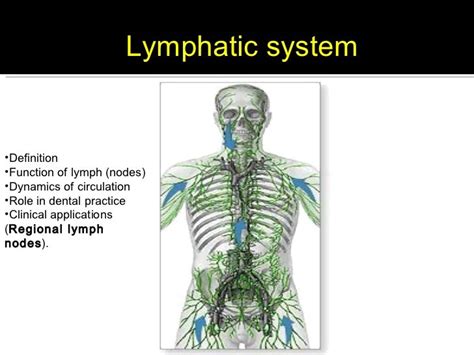 Lymph Definition Anatomy