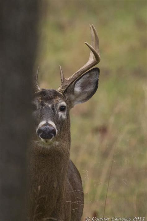 country captures whitetail humor