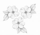 Dogwood Drawing Flower Tattoo Flowers Getdrawings sketch template