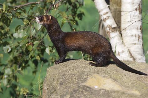 european polecat stock image  science photo library