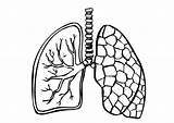 Lungs Coloring sketch template
