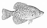 Crappie Clip Coloring Pages Clipart Fish Cliparts Library Clipground sketch template