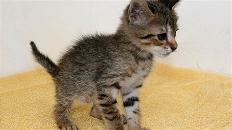 Pictured Tiny Spanish Kitten Dubbed Paella Stowed Away Aboard Lorry