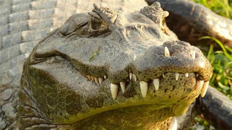 top  largest crocodiles   world