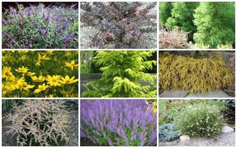 guide  northeastern gardening deer resistant plants   landscape