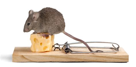 true  false cheese    rodent bait pointe pest control