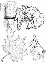 Tree Coloring Maple Pages Getcolorings Sheet Printable sketch template