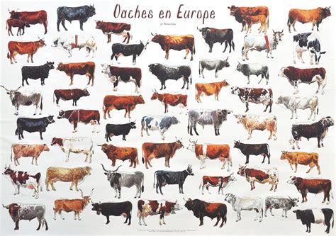 marleen felius poster vaches en europe vache animaux poster