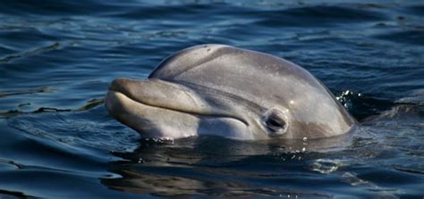 human animal interactions  captive dolphin welfare faunalytics