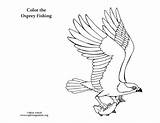 Osprey Coloring Bird Pages Birds Prey Falcon Fishing Printable Color Peregrine Drawing Realistic Cute Getdrawings Cage Getcolorings Print Chickadee Nature sketch template