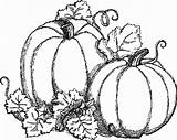 Pumpkins Citrouille Automne Autunno Citrouilles Calabazas Objets Kolorowanki Zbiory Jesienne Calabaza Uncomo Artes sketch template