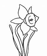 Daffodil Simple Flower Coloring Flowers Colour Drawing Pages Colouring Daffodils Easy Clipart Printable Children Getdrawings Choose Board Two sketch template