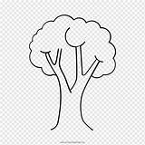 Arbol Pohon árbol Mewarnai árboles Arboles Roble Pngocean Menggambar Anak Pngwing sketch template