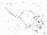 Rat Coloring Pages Brown Drawing Rats Getdrawings Printable sketch template